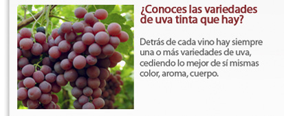 ¿Conoces las variedades de uvas tintas?