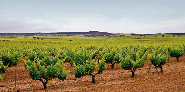 Viñedos Bodegas Vegamar, DOP Valencia